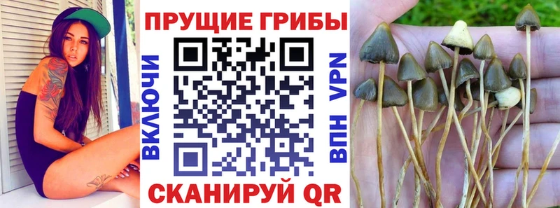 дарнет шоп  Новый Уренгой  Псилоцибиновые грибы Cubensis 